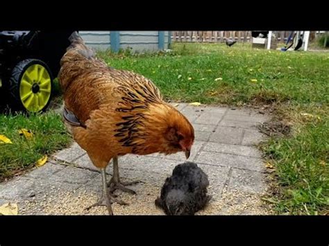 do quails and chickens get along